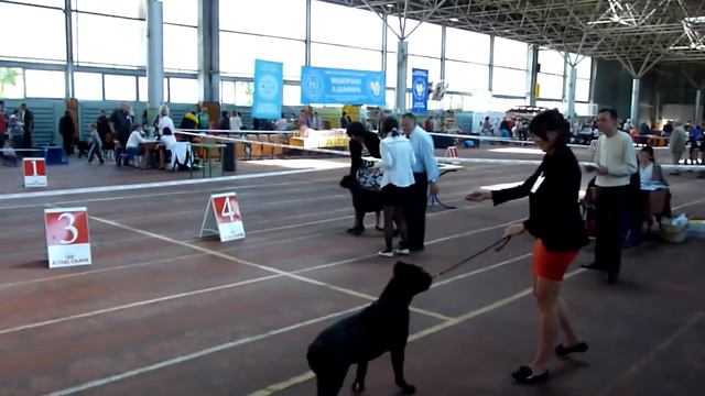 21.09.2013 Одесса CACIB кане корсо смотреть онлайн