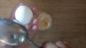 ВЫРАЩИВАНИЕ ОПАРЫША В ДОМАШНИХ УСЛОВИЯХ. РАЗВЕДЕНИЕ ОПАРЫША ДОМА.