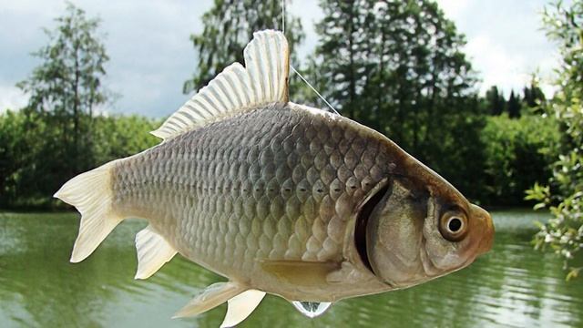 Куда исчезла "золотая рыбка" из наших рек и кто пришел на замену? смотреть онлайн