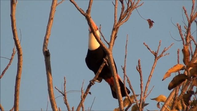 O canto do tucano-toco, Ramphastos toco смотреть онлайн