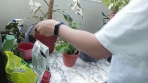 Плектрантус или комнатная мята. Выращиваем мяту у себя на подоконнике.