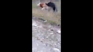 В УДМУРТИИ СВИРЕПЫЙ МЕДВЕДЬ НАСМЕРТЬ ЗАГРЫЗ БЫКА И УТАЩИЛ ЕГО В СВОЕ ЛОГОВО