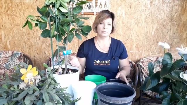 Горшки для цитрусовых