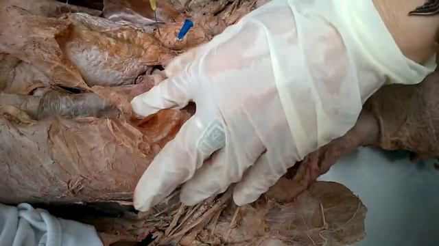 Труп 2 смотреть онлайн