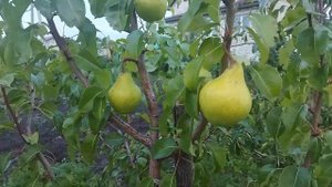 Реакция груши на клоновом подвое айва в дождливое лето.