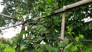 Кусты ежевики Тройная корона, которым немного больше года с момента посадки