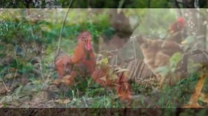 Relax music and roosters - for good rest, relaxation, meditation