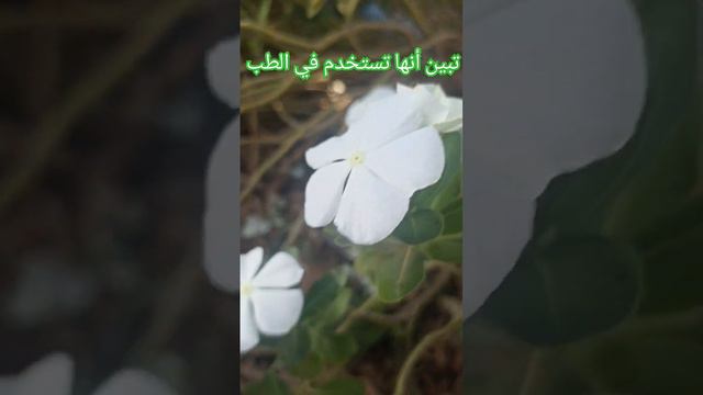 زهرة الونكة تبين أنها تستخدم في الطب التقليدي الصيني/ Catharanthus roseus