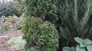 Учусь формирующей (первой) стрижке туи-спиралью