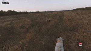 ?Охота на перепела✅Очень-очень много перепела-раскрываем секретные поля-где?