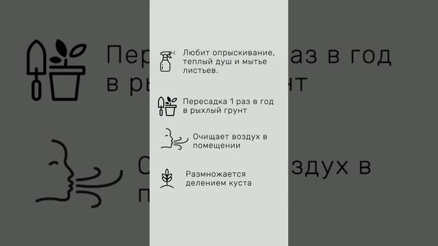 Спатифиллум или женское счастье / Как ухаживать/ Как часто поливать / Как размножать #спатифиллум