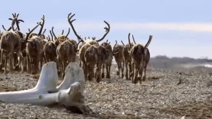 Олени на водопое