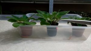 Формирование розетки фиалки: удаление пасынков