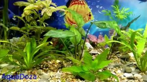 Криптокорина понтедериеволистная. Аквариумное растение-Cryptocoryne pontederiifolia