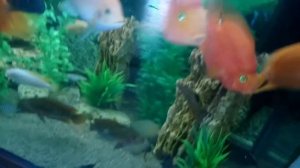 Аквариум на 500 литров вместе с рыбками.