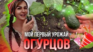 1 июля я скушала первый огурчик со своей грядки )))! #огород