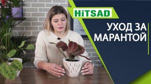 Почему сохнут кончики листьев у маранты Чем удобрять Маранту