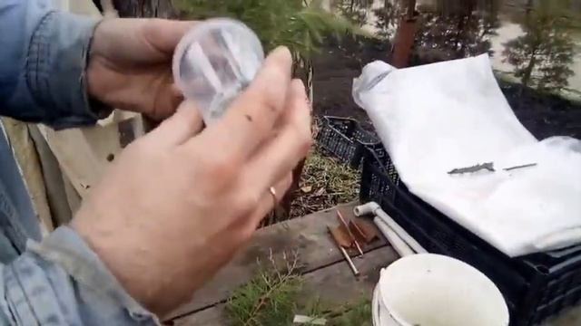 Размножаю и укореняю можжевельник дедовским способом. смотреть онлайн