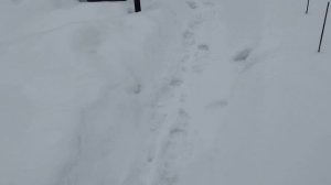 Не выбрасывайте отходы от рыбы . Хорошая подкормка для овощей Синички в саду