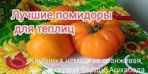 Лучшие сорта  томатов для теплиц ._The best varieties of tomatoes.mp4