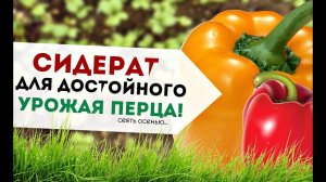 Под перец с осени идеально подходит только этот сидерат! Какой сидерат сеять под перец?