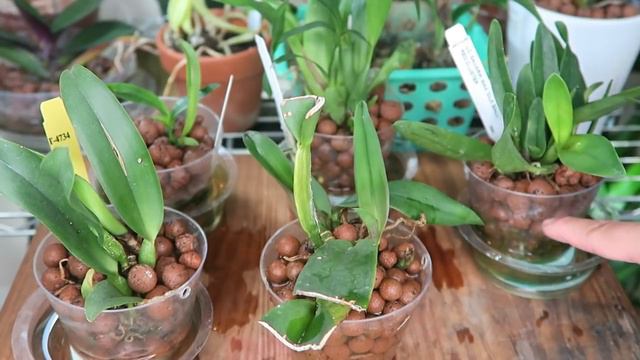 CULTIVO SEMIHIDROPONICO 6 MESES DESPUES | LO BUENO Y MALO смотреть онлайн