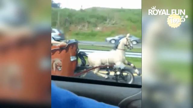 Водители #1 TOP 5 Royal Fun Упоратые водители на дорогах смотреть онлайн