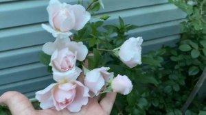 Роза Вилдив🌸🌸🌸