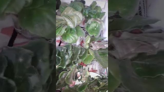 укоренение фиалок. Новичек смотреть онлайн