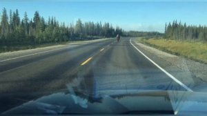 Wood Buffalo National Park: NT Highway 5 (Fort Smith Hway) & Mckenzie Wood Buffalo/Bison Sunctuary