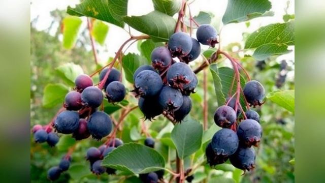 Экологический лекторий. Познавательная виртуальная экскурсия «Путешествие по тропе здоровья»