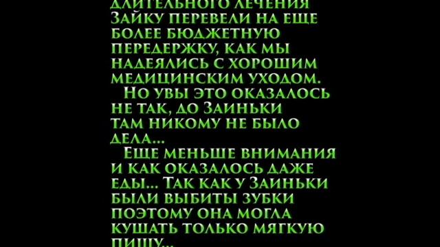 Лапочка кошечка Зайка, добрая собачка Бэцлав ищут дом! Автор Ястребова Светлана