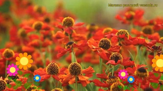 Гелениум гибридный Рубиновый Гном. Краткий обзор, описание характеристик helenium hybrid Rubinzwerg смотреть онлайн