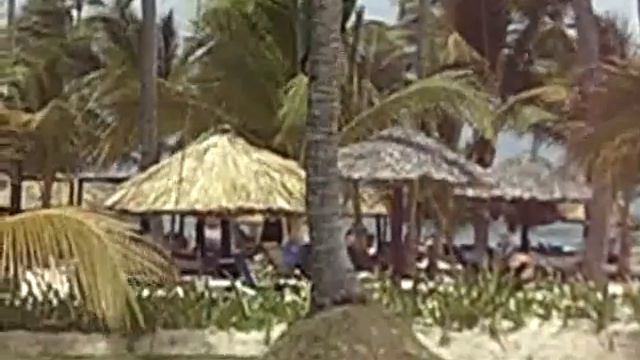 Доминикана. Как Собирают Кокосы. смотреть онлайн