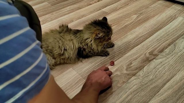 Весь вечер Убираюсь/Теперь Моя Совесть Чиста/Вкус Детства/Спортсмены/11.02.22 смотреть онлайн