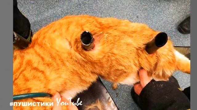 Кот был проколот тремя штырями забора. Животное стало жертвой садистов смотреть онлайн