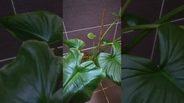 Почему желтеют листья у калы, как определить. смотреть онлайн