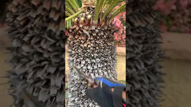 Cycas Revoluta (Sago Palm) HOW TO TRIM A SAGO PALM смотреть онлайн