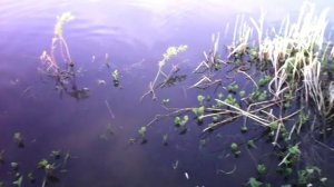 Нерест карася на южном 20.05.2016 (озеро муслимовское) - тюменская обл. ялуторовский район