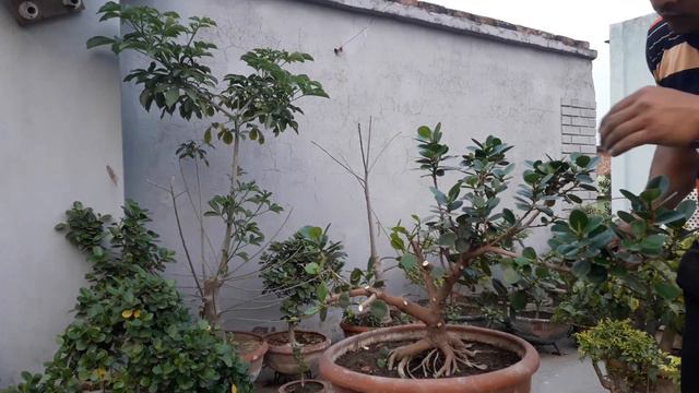 How to make new bonsai shapes ficus long island tree specific bonsai care guidelines for the ficus: смотреть онлайн