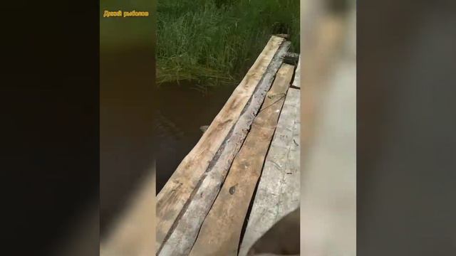 РЫБАЛКА НА ПОПЛАВОК. ЛОВЛЯ МИРНОЙ РЫБЫ НА ПОПЛАВОК. ЛОВЛЯ ЯЗЯ, ЕЛЬЦА, ПЛОТВЫ. РЫБАЛКА 2022. РЫБОЛОВ смотреть онлайн