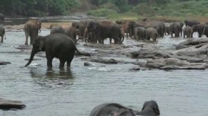 Шри Ланка слоны