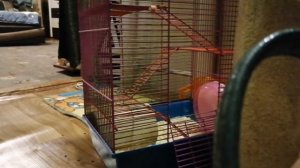 Уборка у джунгарских хомячков