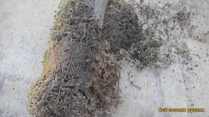 Укоренение Воздушного Отводка. Результат!