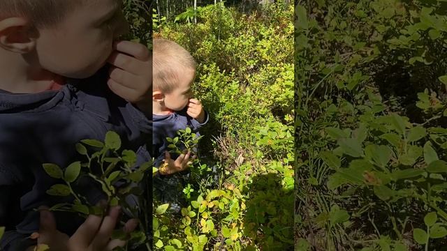 Заключительная часть нашей поездки в лес за грибами, посмотрите что получилось. Ждем комментарии!!!