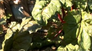 Свекла вырастает водянистая и безвкусная!! В чем причина??