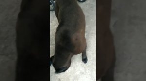 Раз собака, два собака, три, четыре, пять.