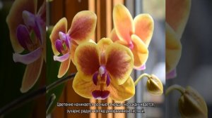 Комнатные цветы и цветущие растения  с названиями