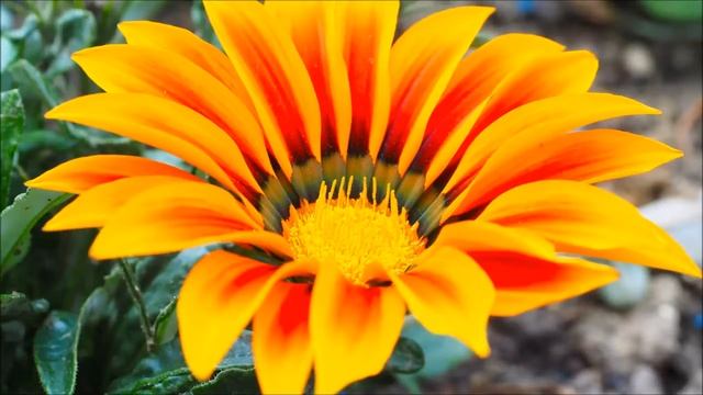 リラックスできる音楽 瞑想 ヒーリングミュージック | 癒しの音楽 ヨガミュージック 水 音 | リラクゼーション 音楽 禅 BGM смотреть онлайн