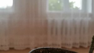 ПРОВЕРЯЕМ НОВЫЕ ПРИВИВКИ  ЦИТРУСОВ, СМОТРИМ КАК ПРИЖИЛИСЬ.